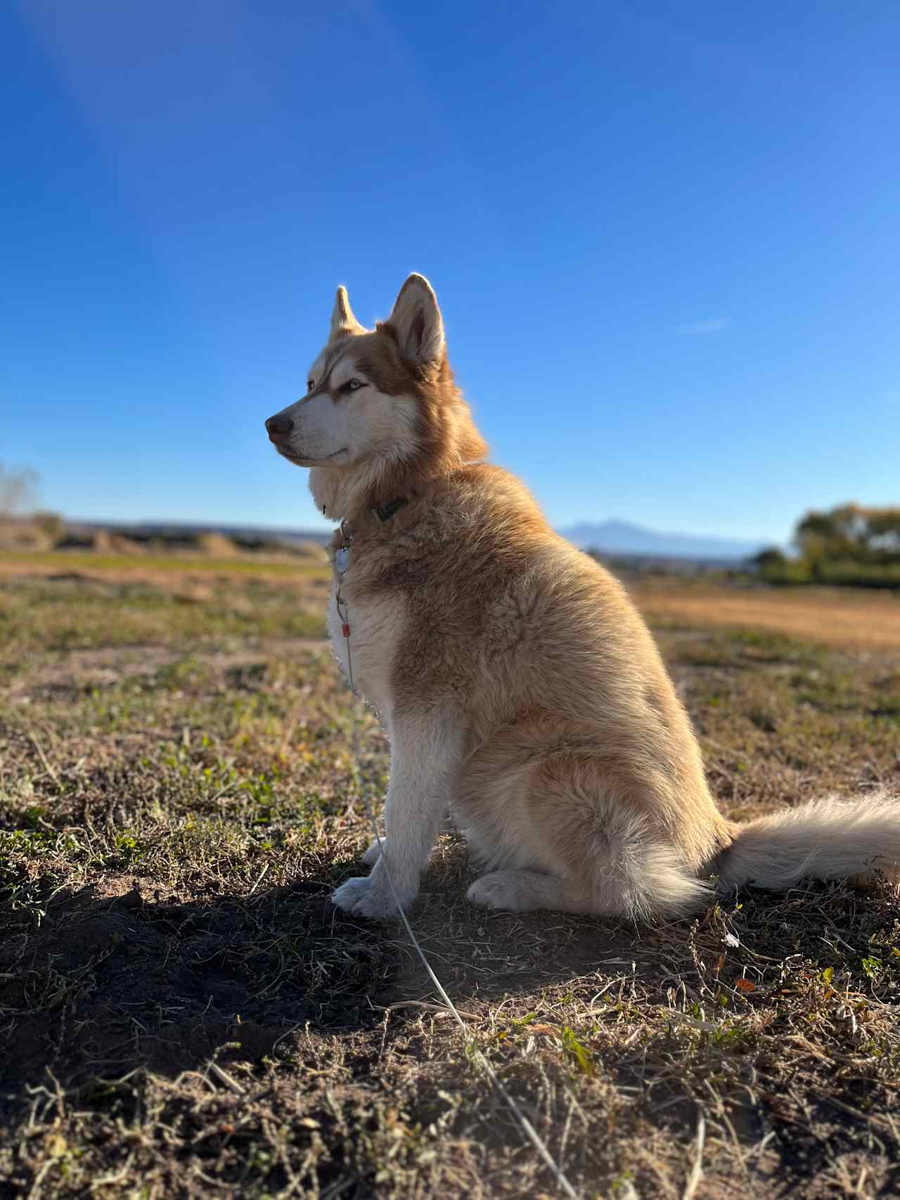 Listening for rabbits 