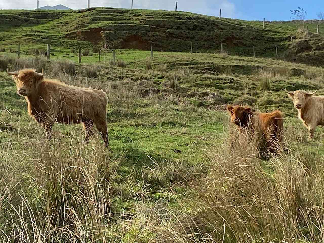 Waikato Highlands