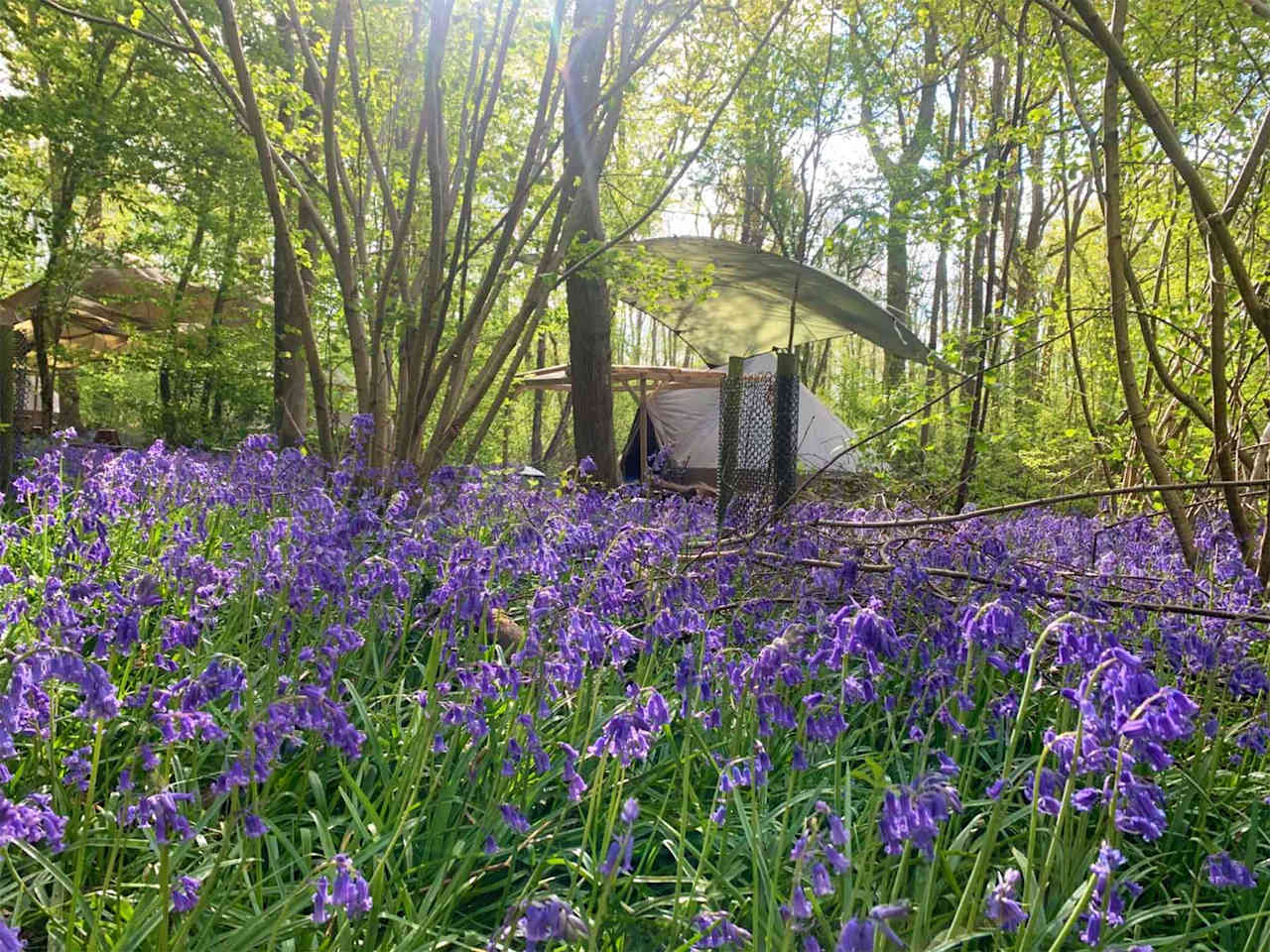 Bell tent in the bluebells