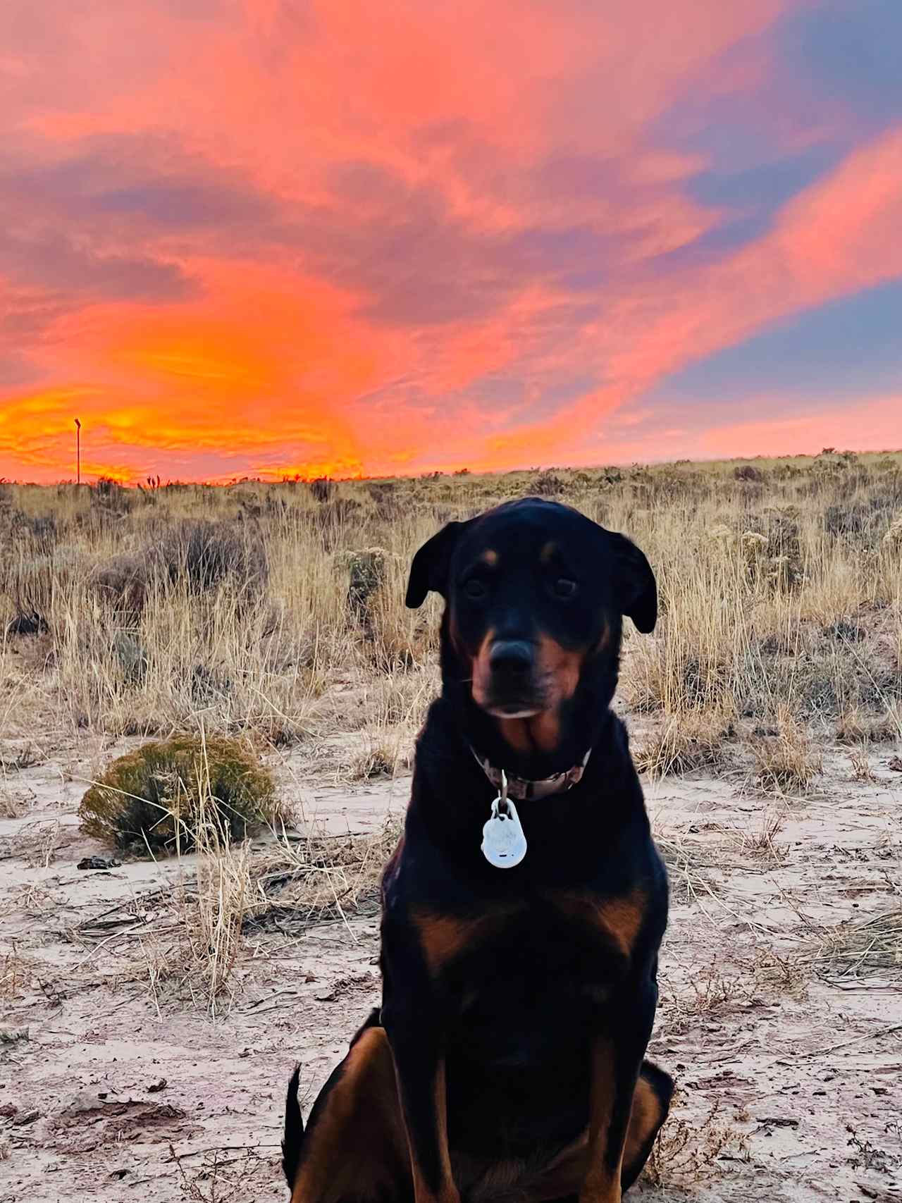 Front Row Seat! Petrified Forest!