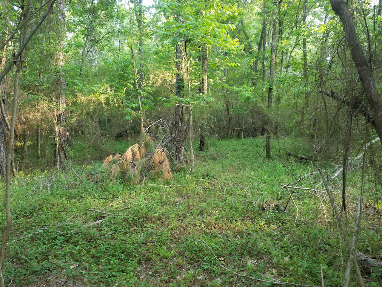 Tabby's Trees