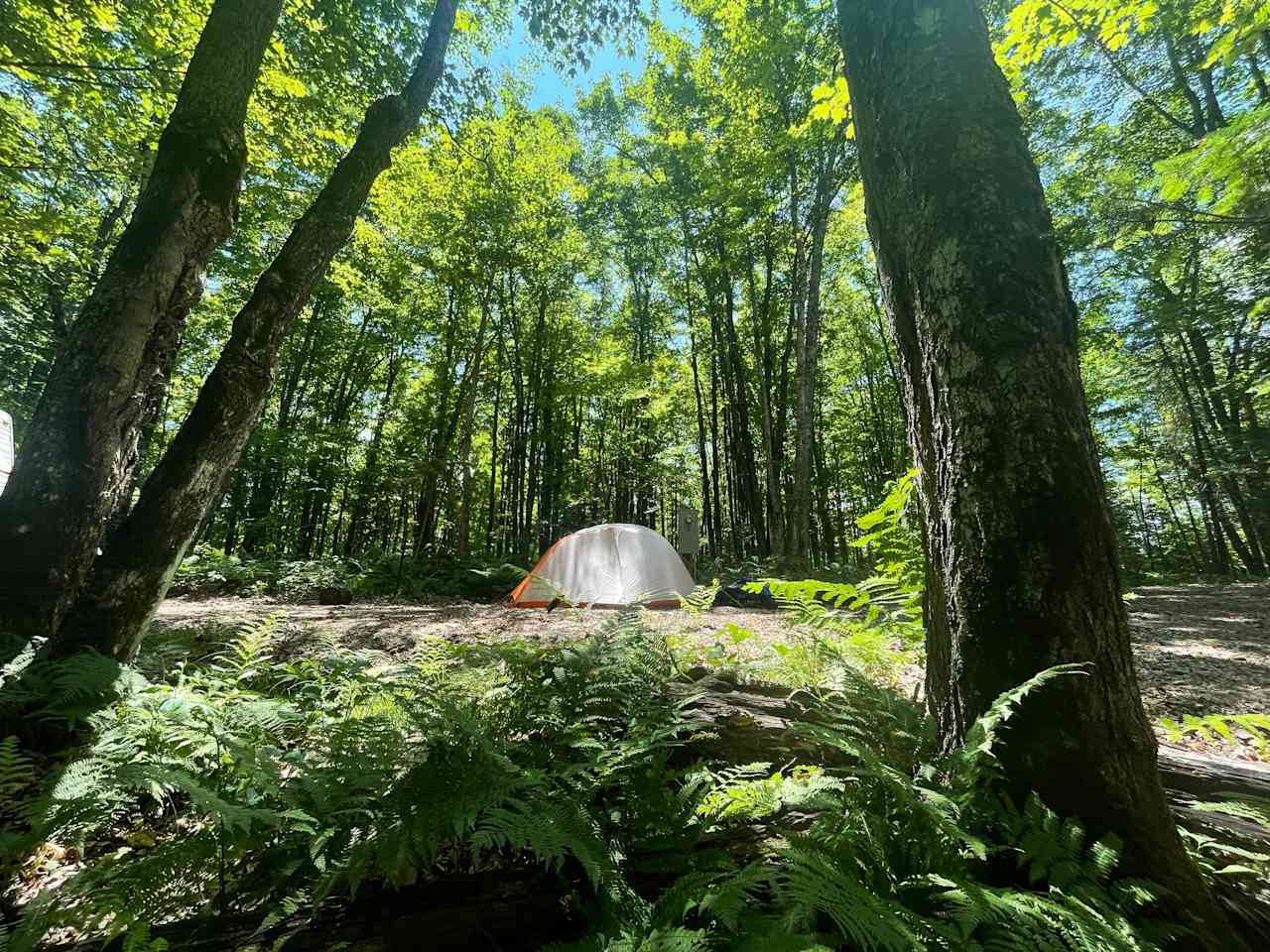 Chippewa River Forest