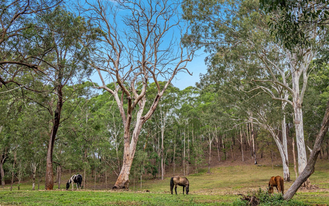 Lower cleared section of the property