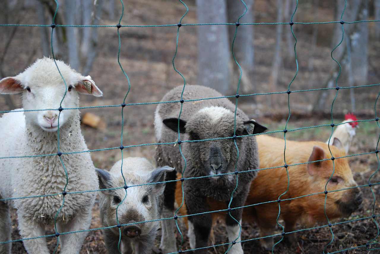 Led and Zeppelin the sheep, Blueberry and Simba the pigs