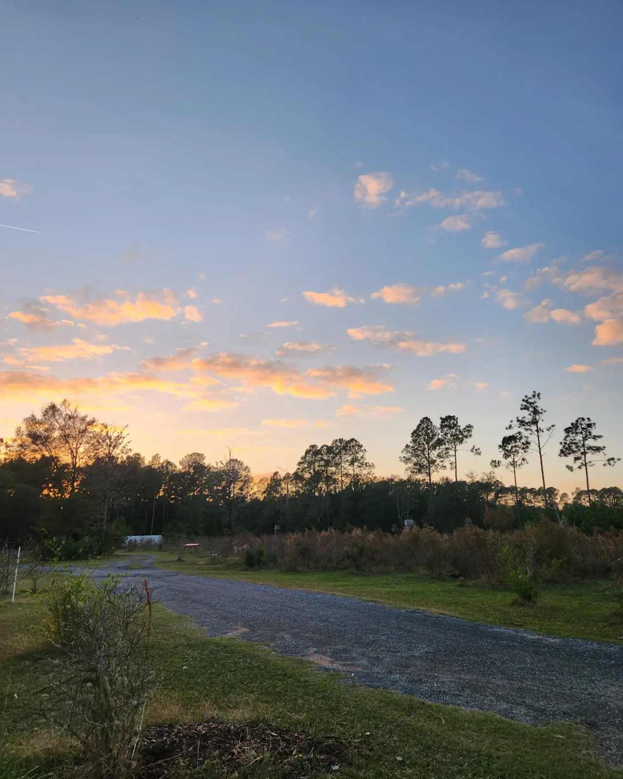 The Blueberry Ranch