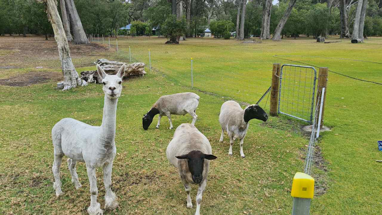 Tuart Tree Campsite