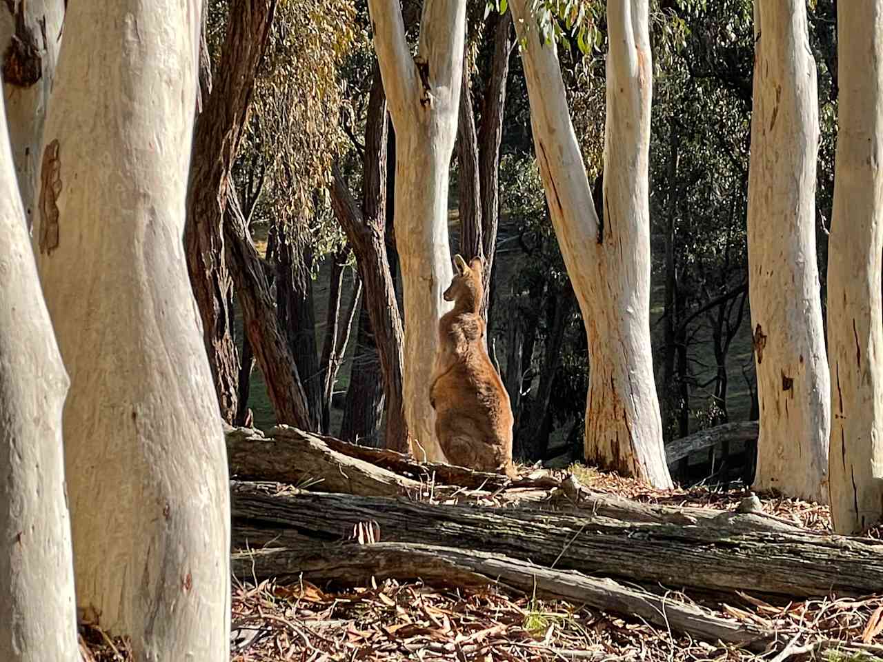 Coots Creek Campground