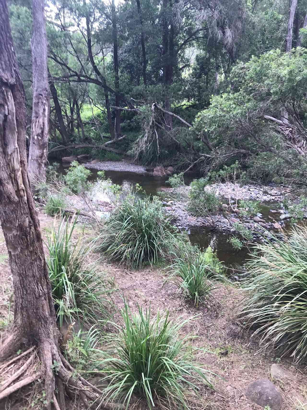 Bellbird Lodge