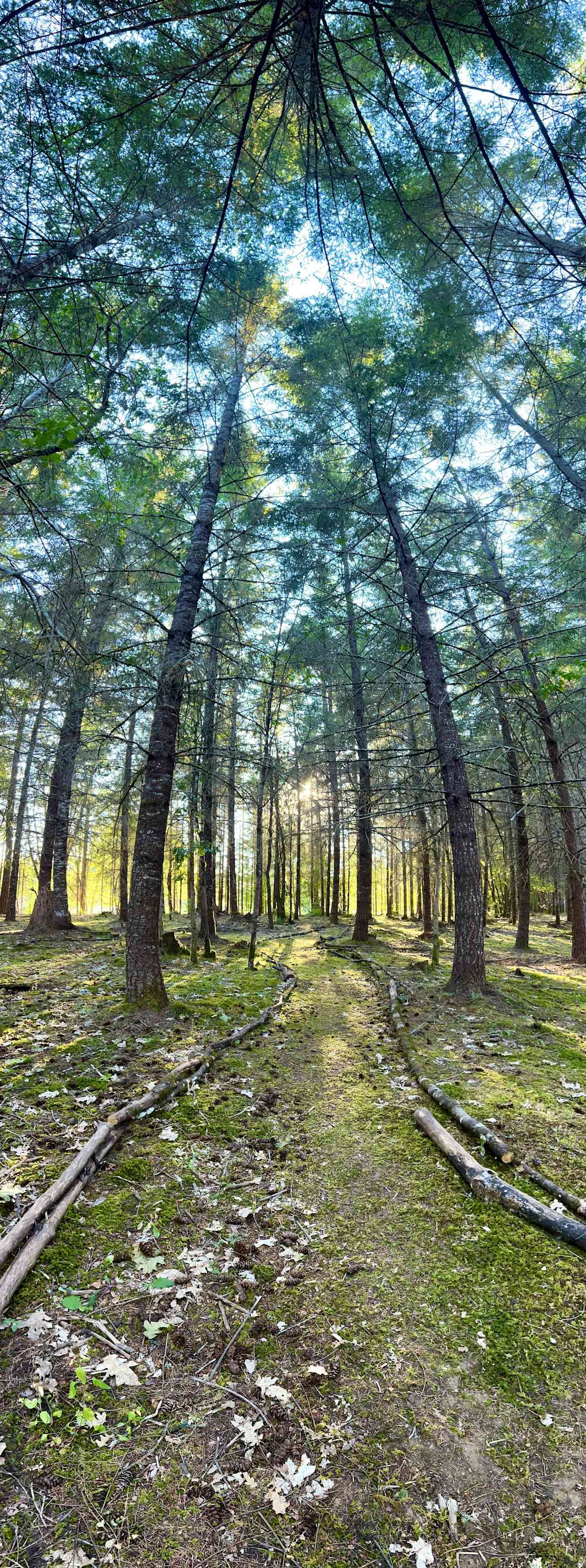 Come walk the pathways through the woods and explore a little slice of Oregon heaven. Please tread lightly and respect native plants 🙏