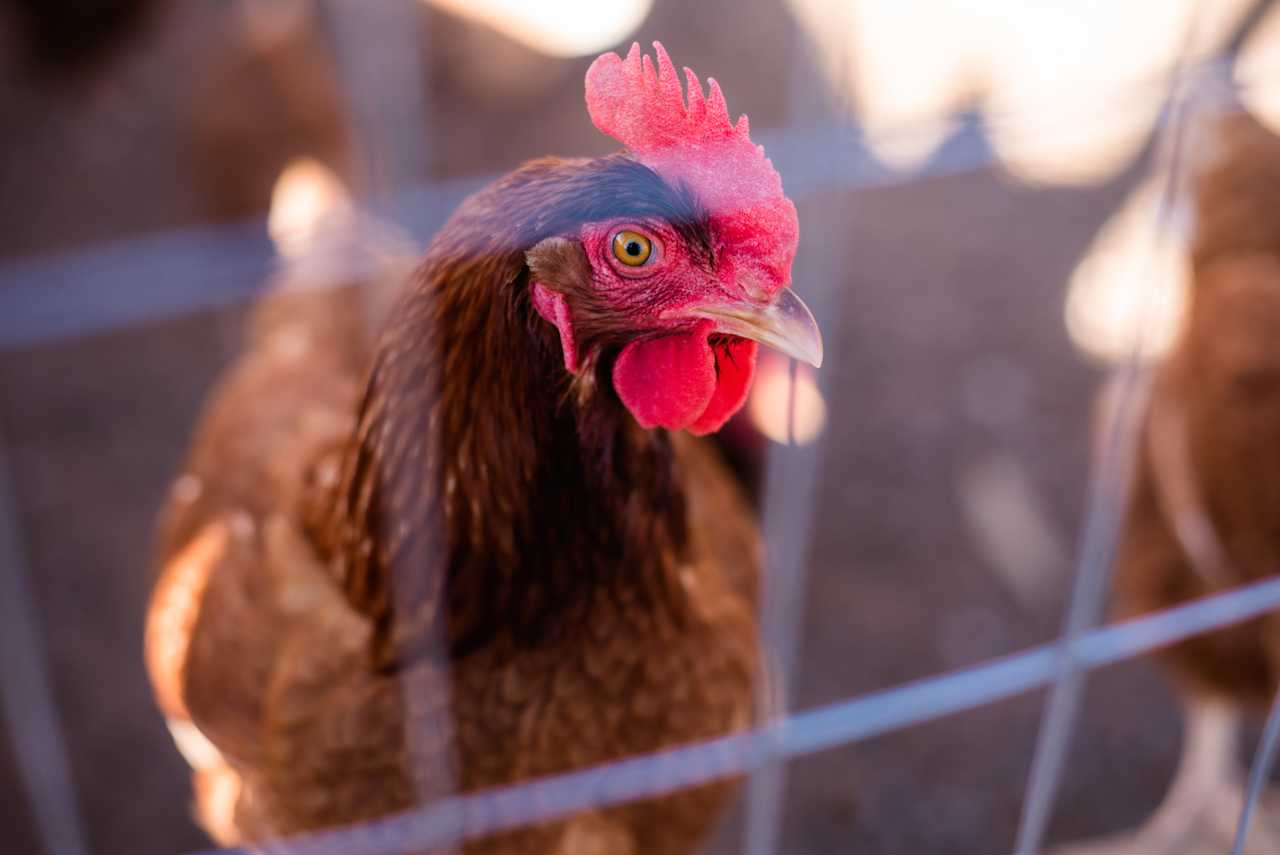 Get up close and personal with the chickens!