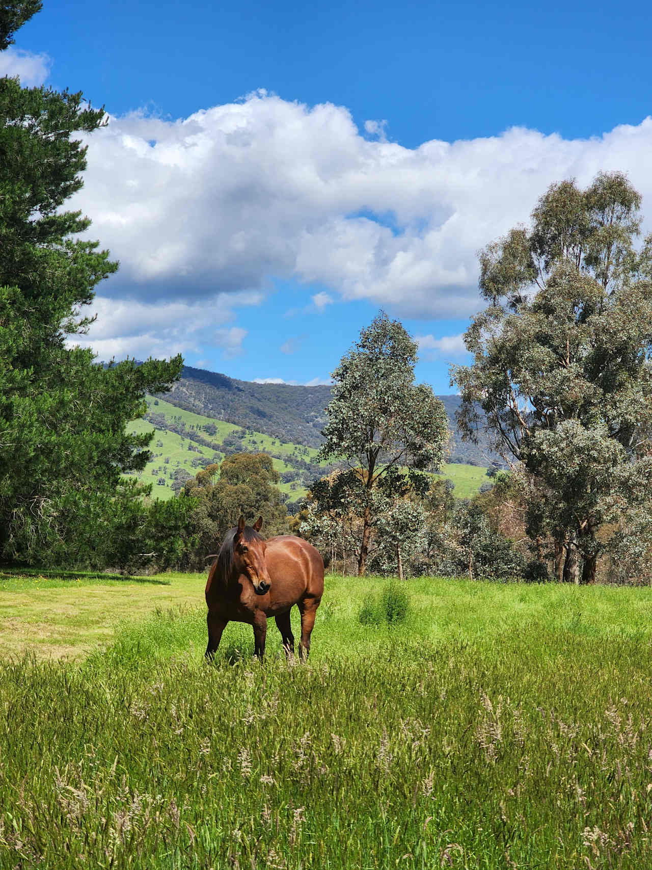 Eden Pines Farm