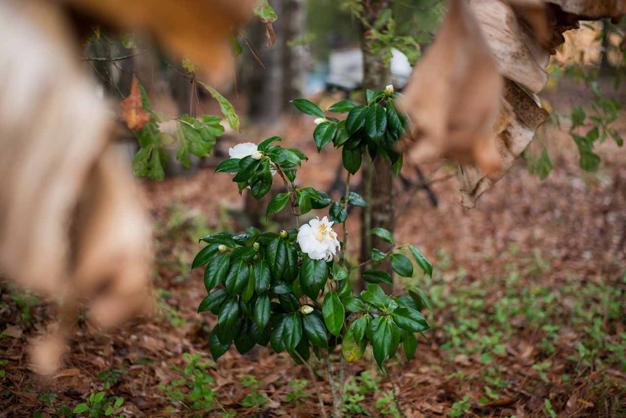 Victory white camellia flower