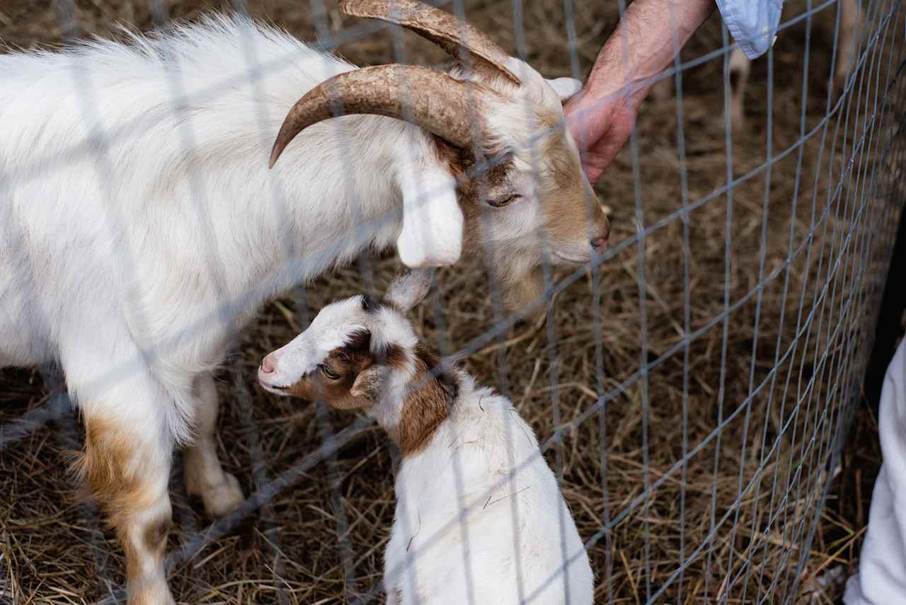 Lovely goats