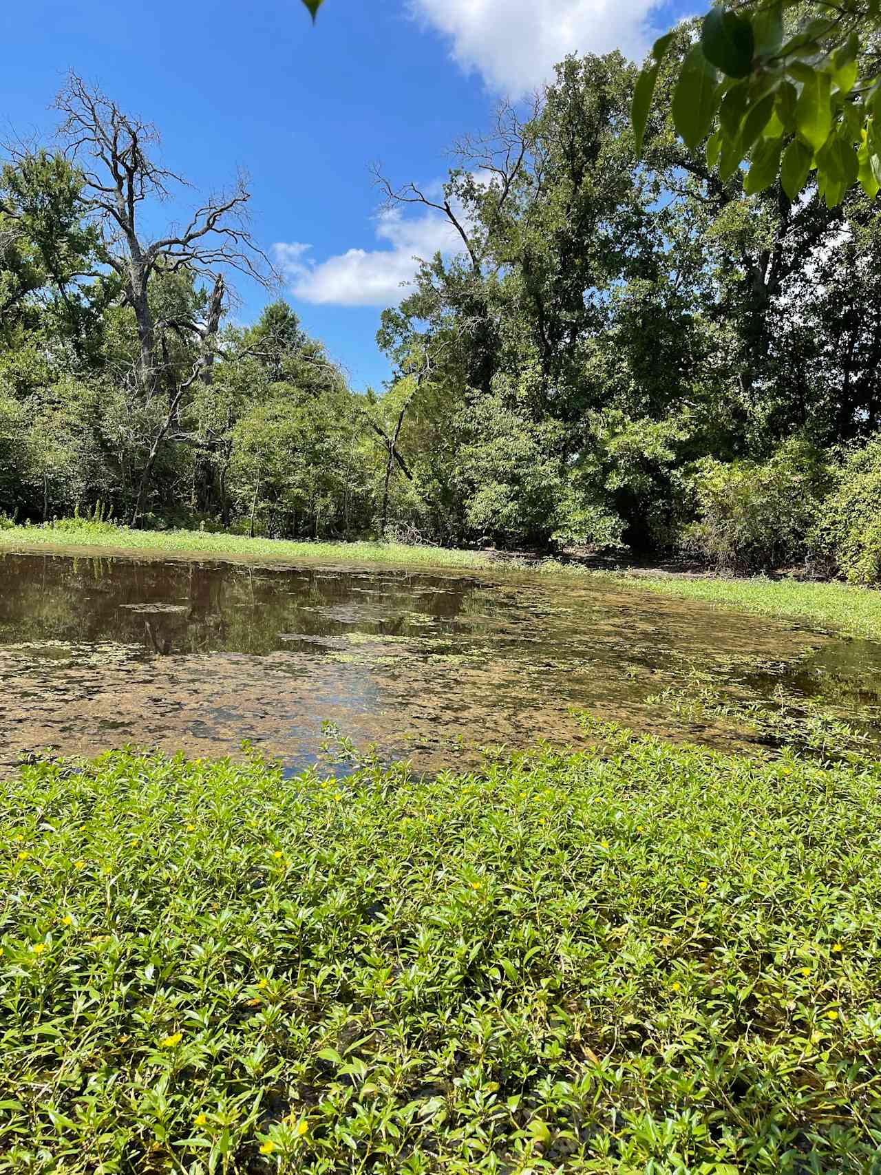 Pond during summer 