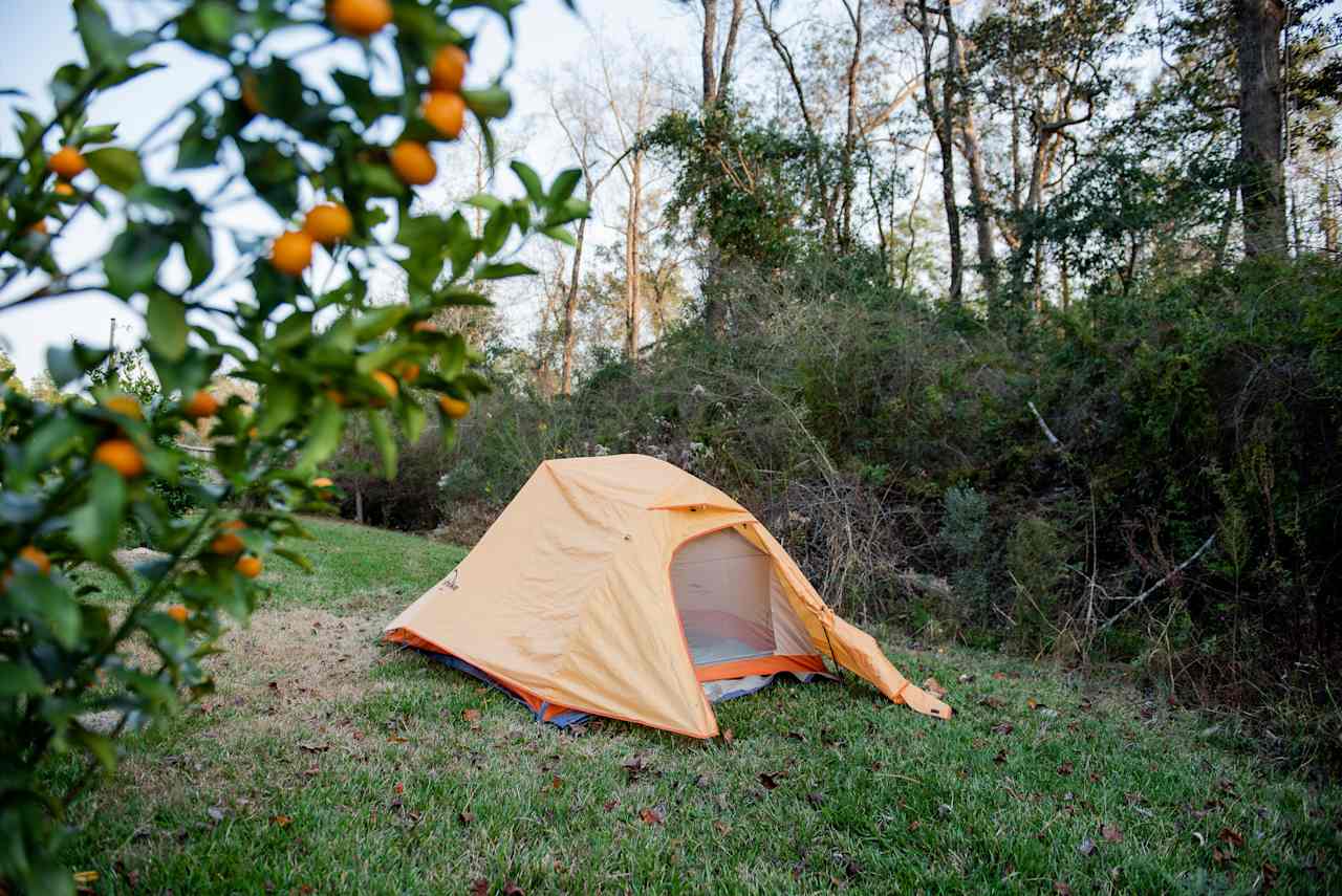 Tenting next to the kumquat tree