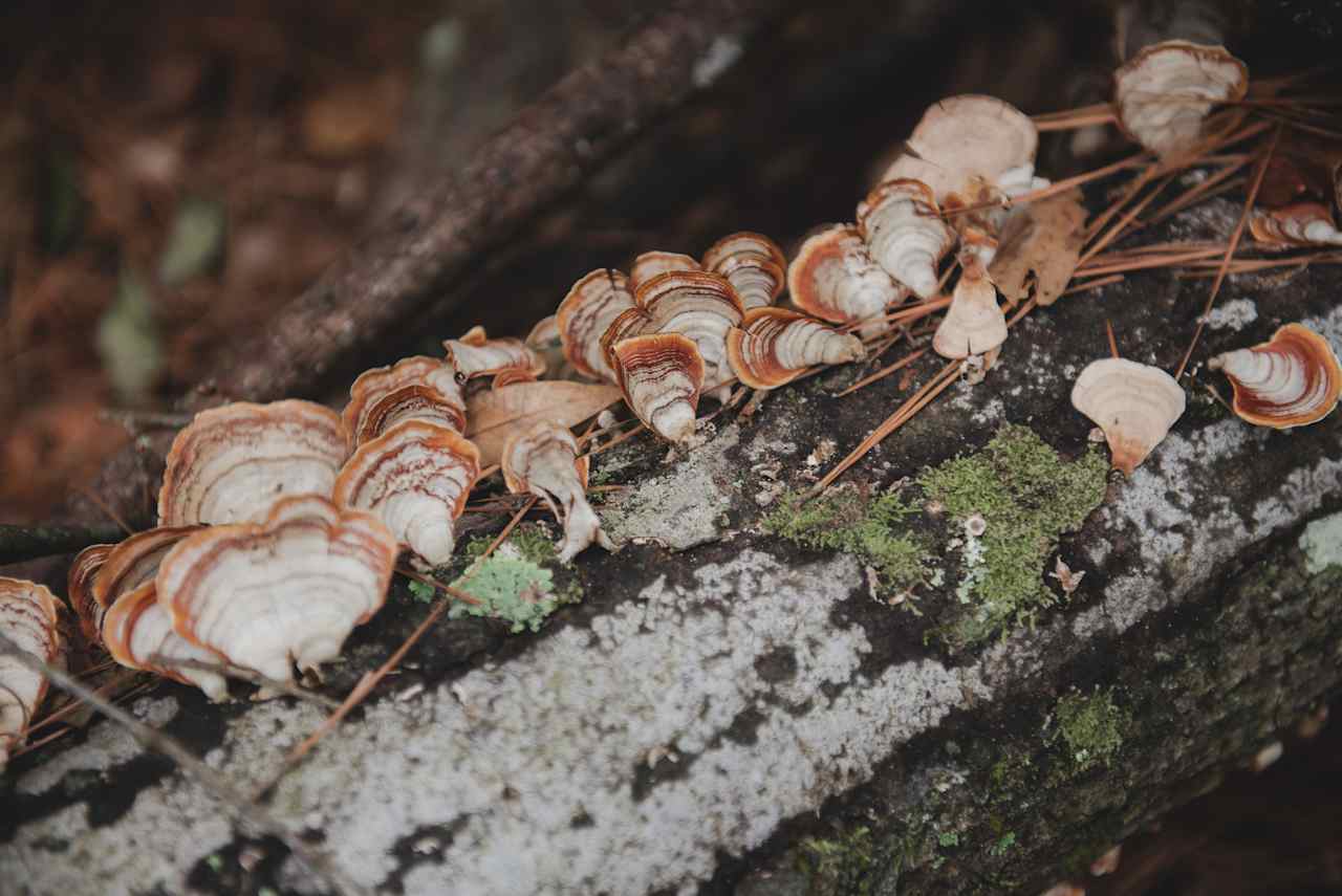 Mushrooms growing on a log