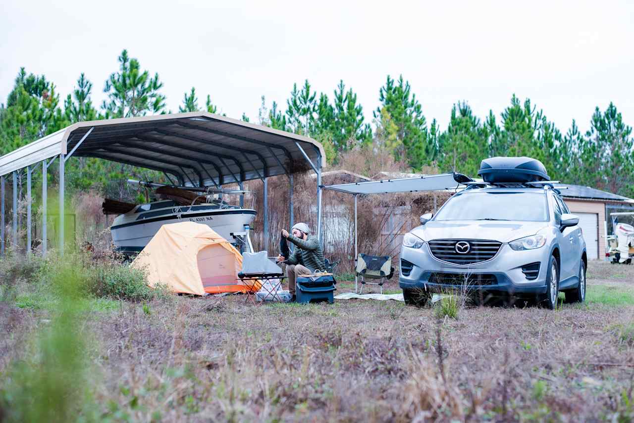 Pinefield near Suwannee River