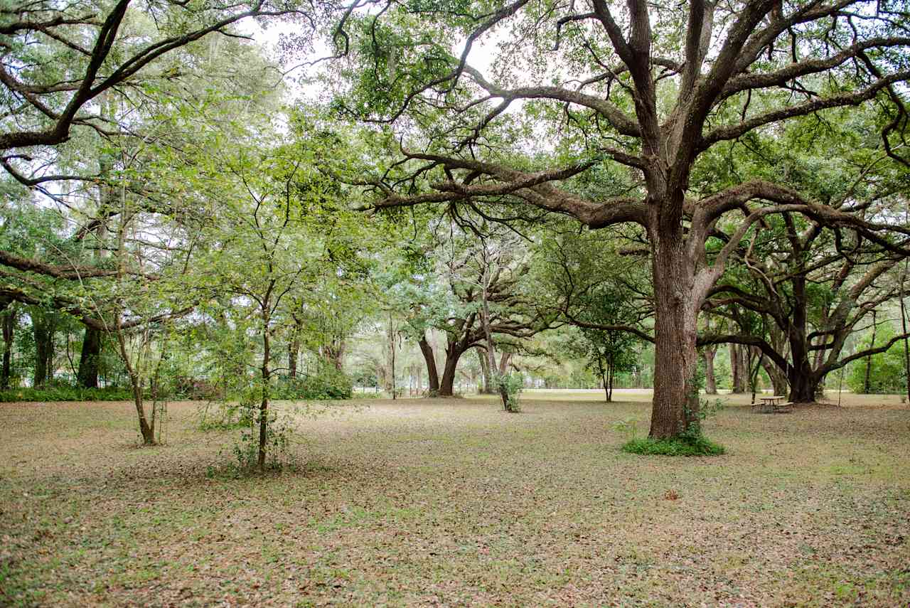 Beautiful majestic oaks