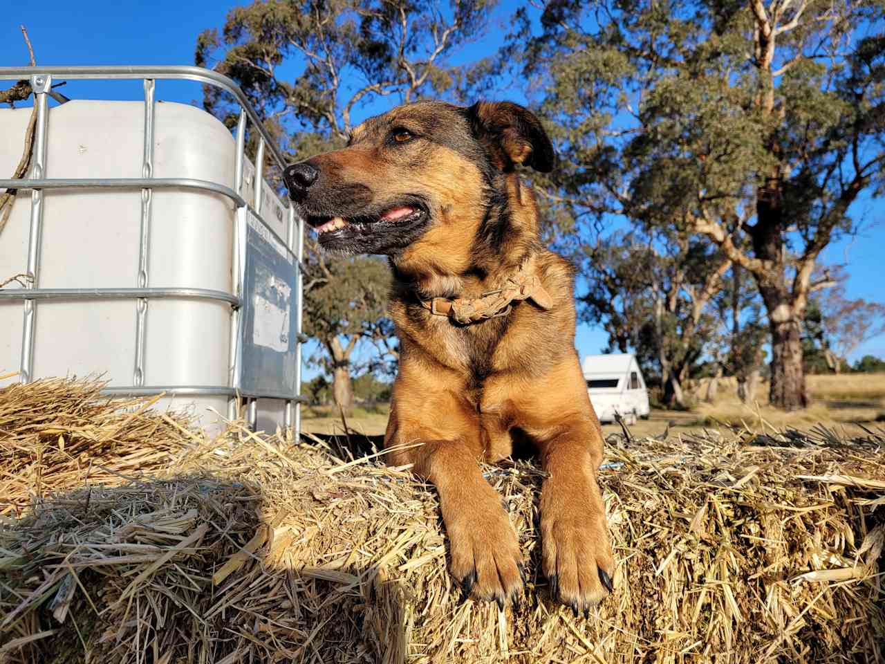 Bluegums Farm, Bordertown