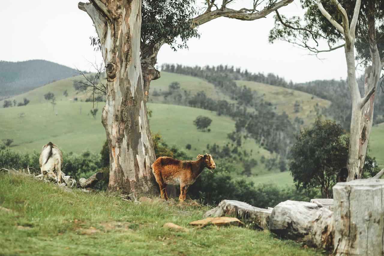 Bomana - Bushland Delight with Breathtaking Views