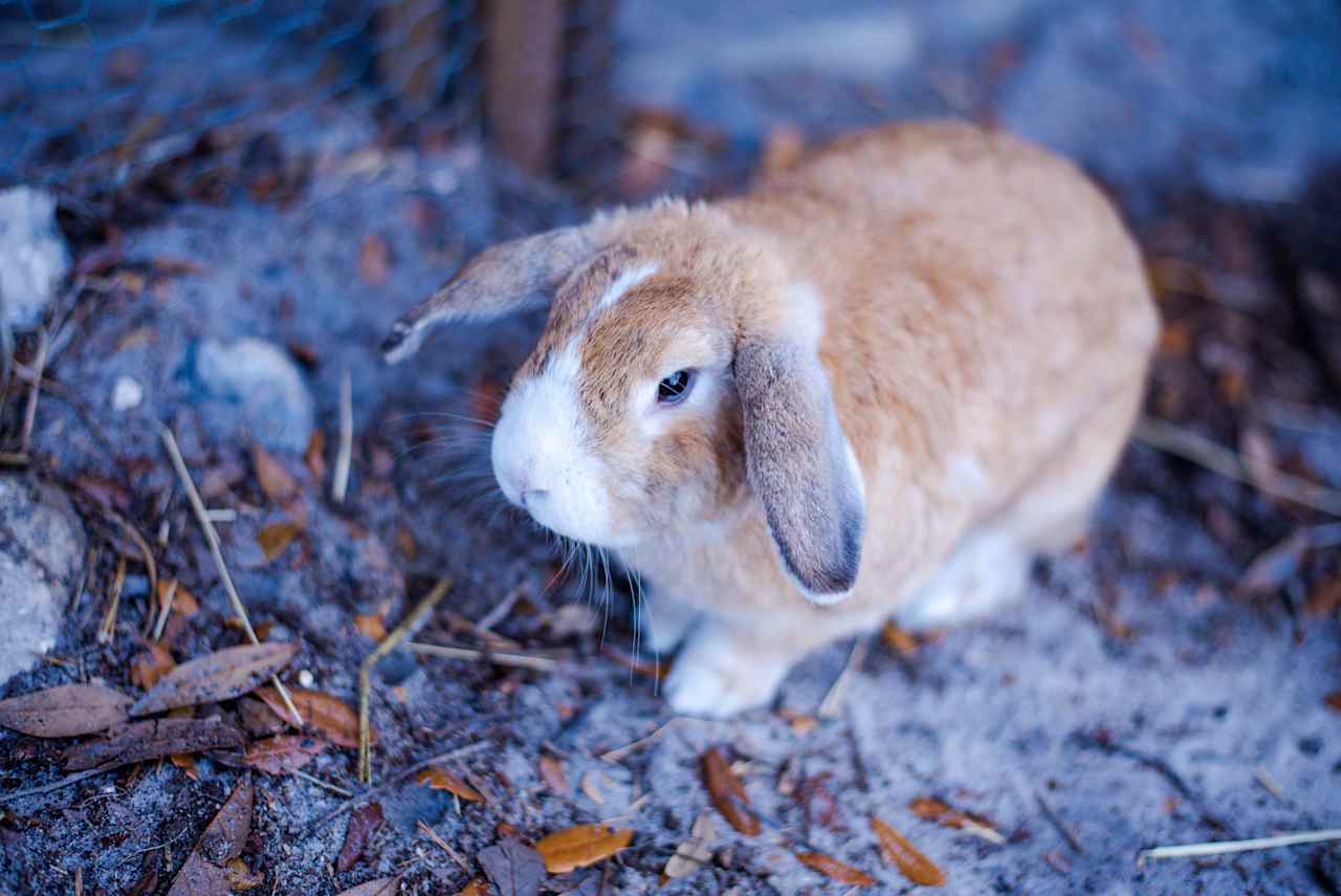 Adorable bunny