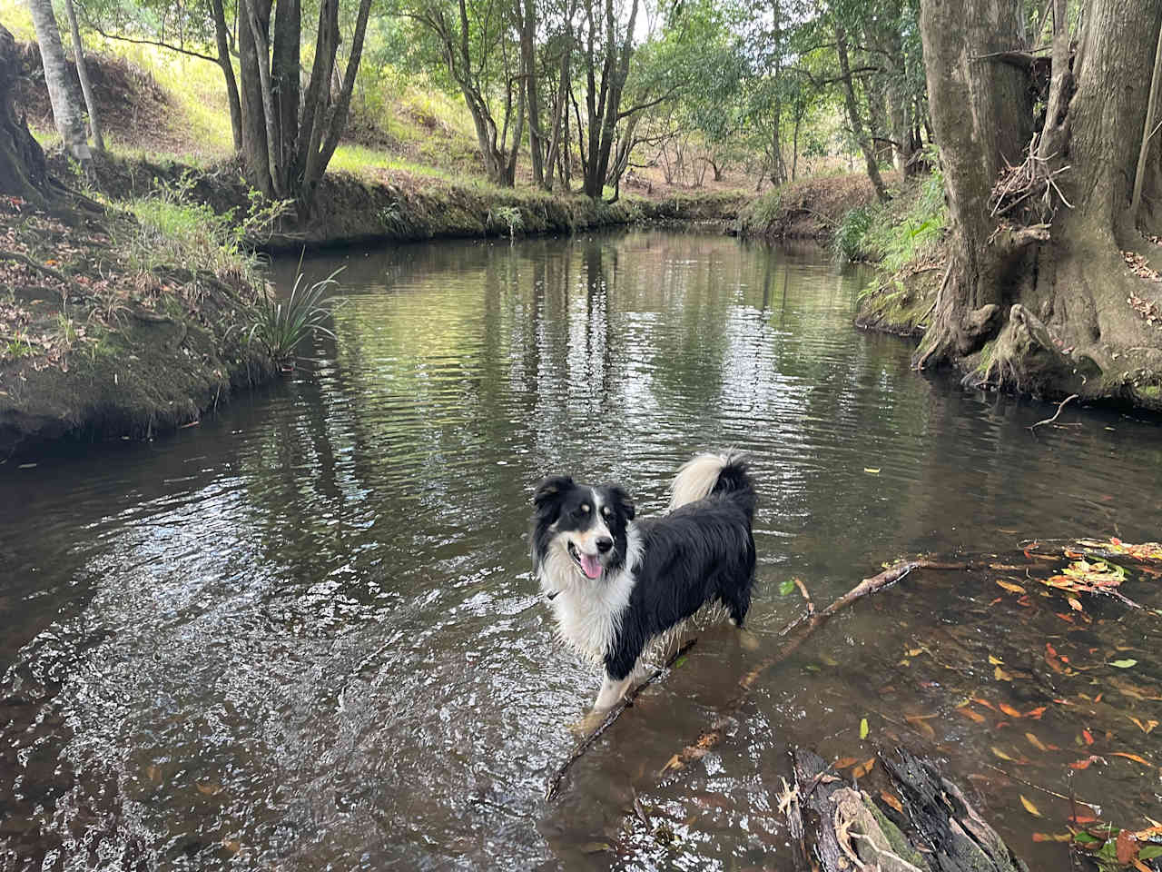 Scruff literally swam for hours on end