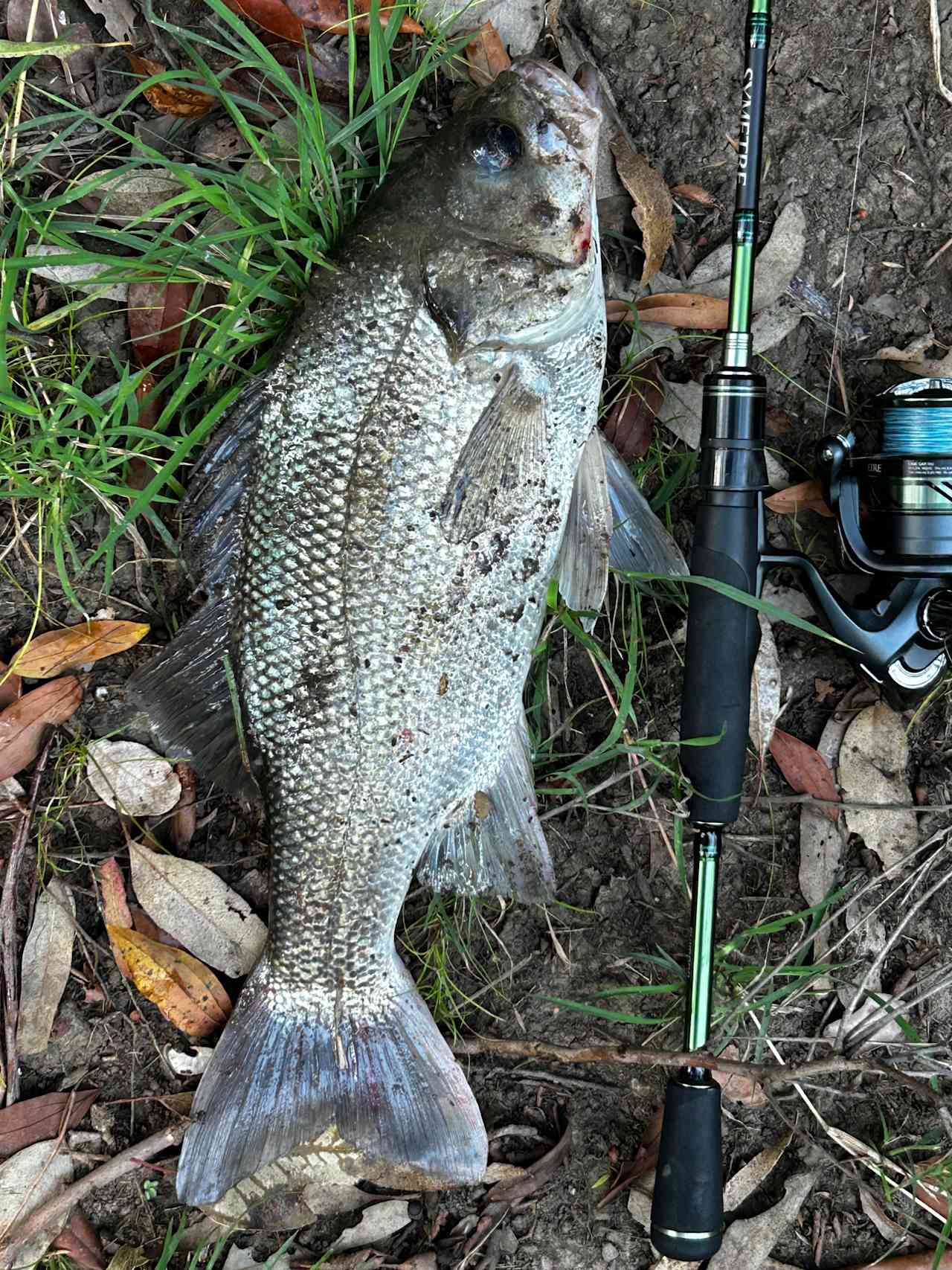 Bass caught in the creek 