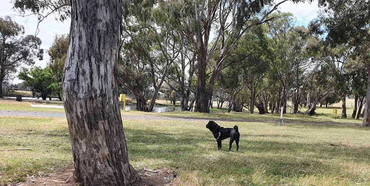 Dogs are ok but must be leashed.