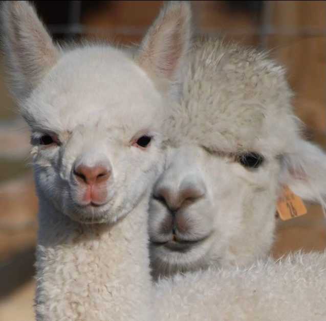 Grace and her cria Red