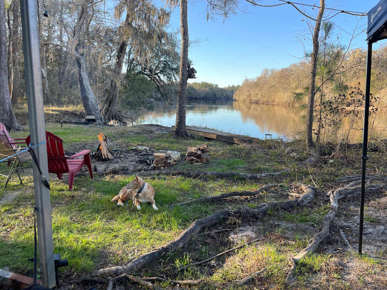 The dogs loved it too!