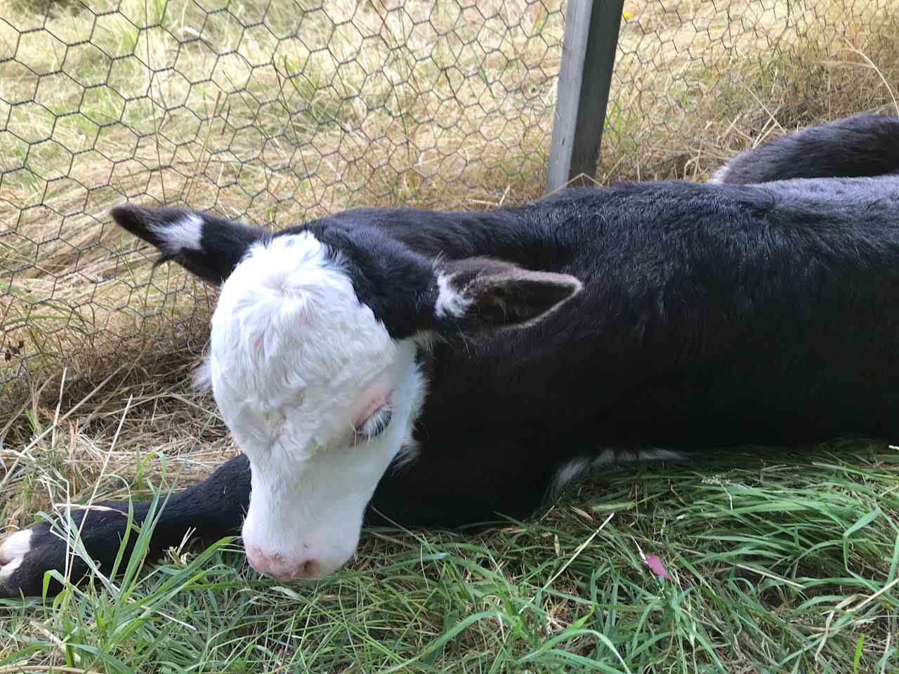 Marshmallow is a 4 week old pet