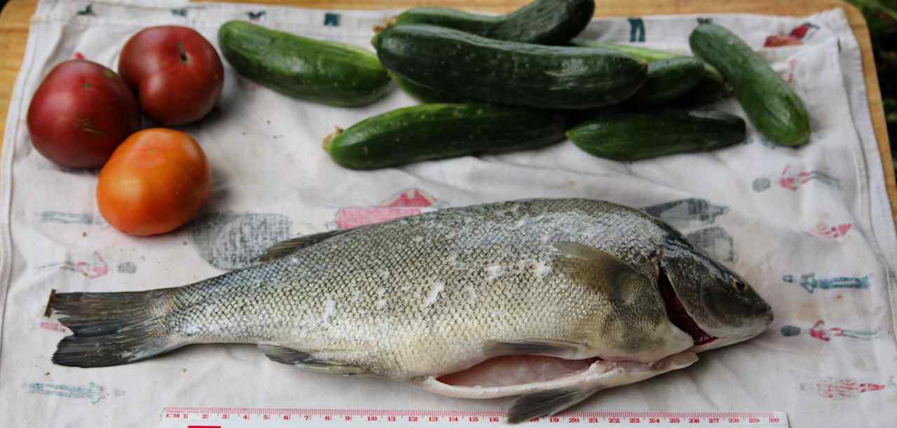 The fish are starting to bite. Silver Perch 750g and not the biggest by far.