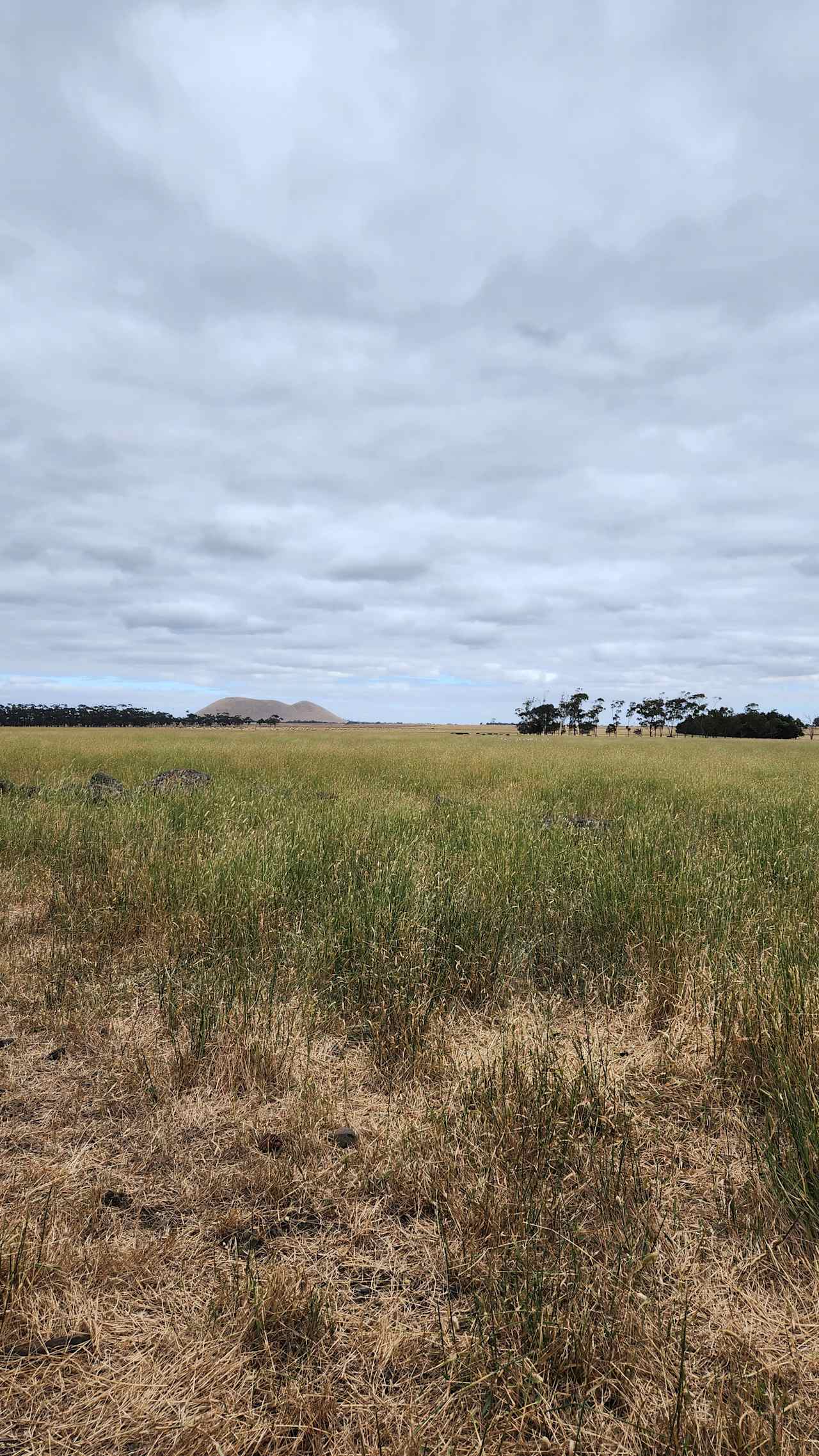 Larra Estate