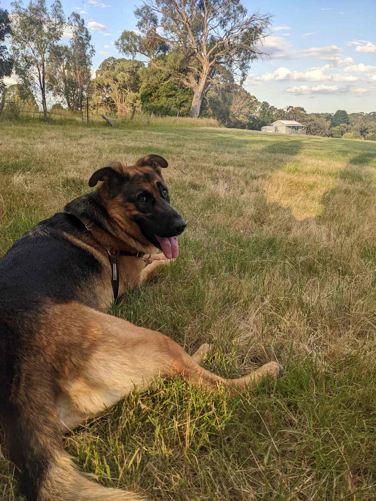 Oban tired after a good run around 