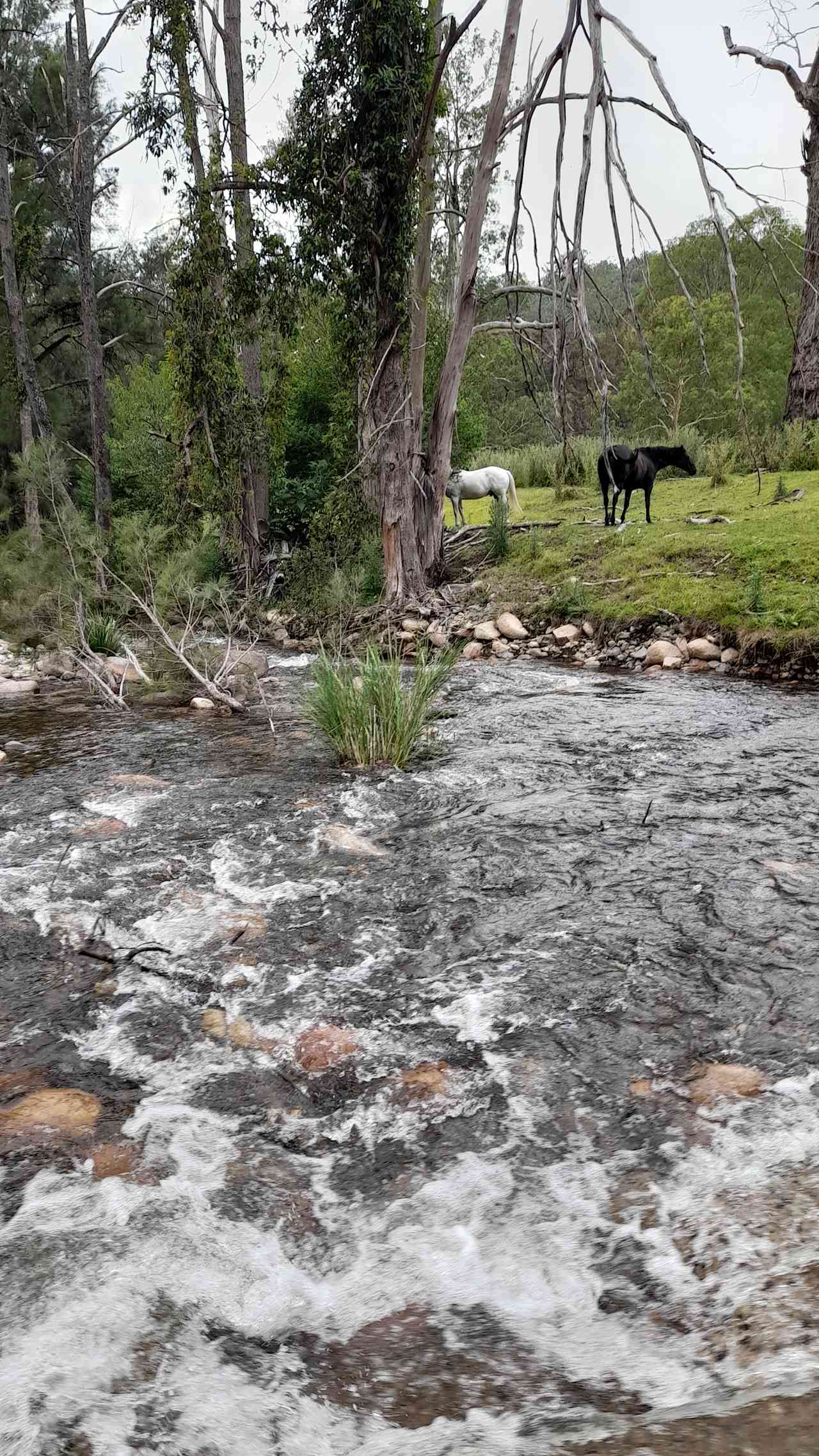 Timbarra Valley