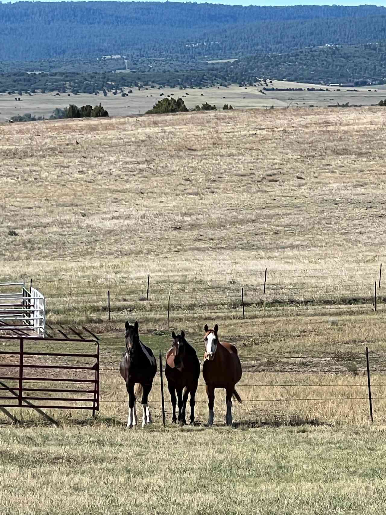 Canyon Pines Ranch