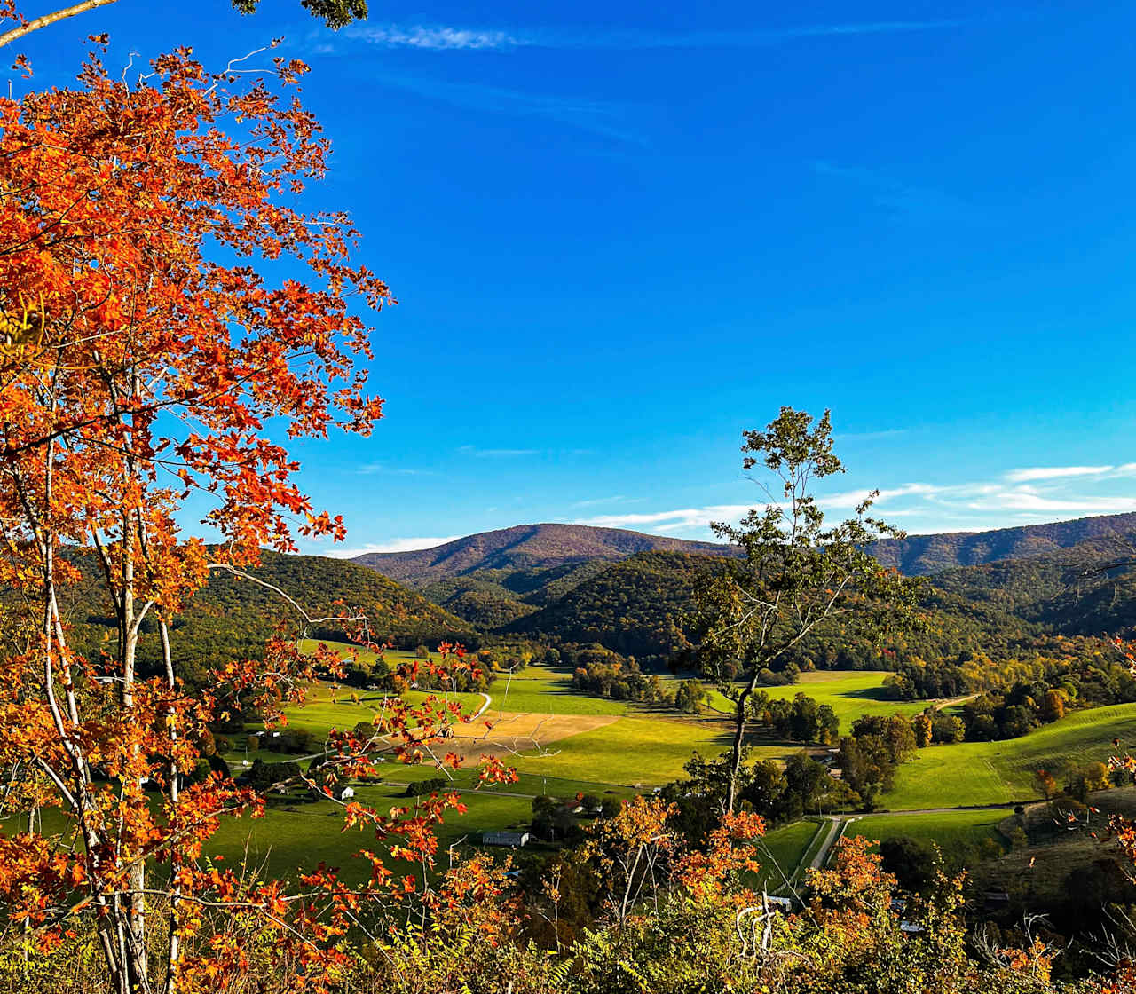 Blue Ridge Berries