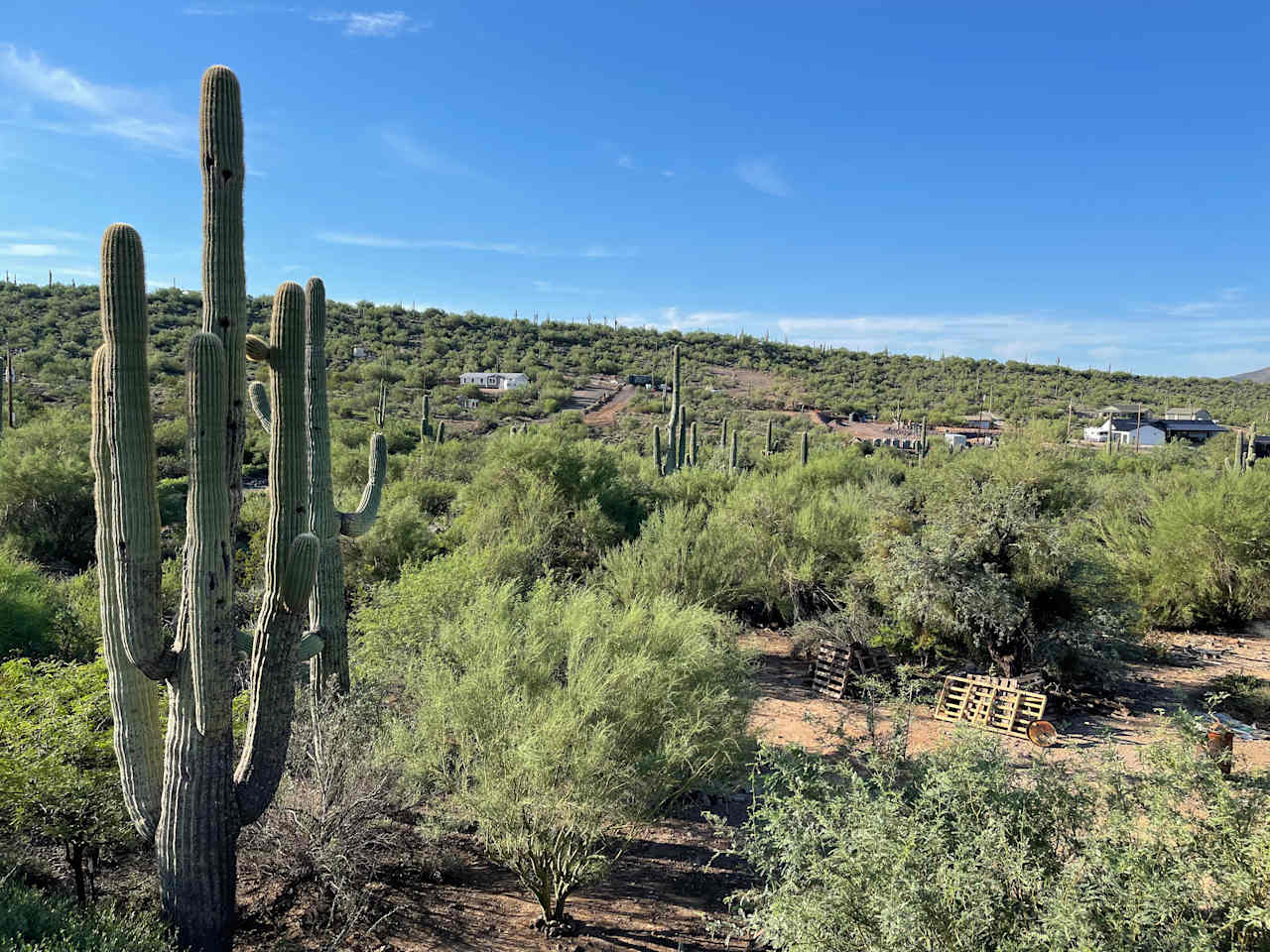 Saguaro Cactus Forrest