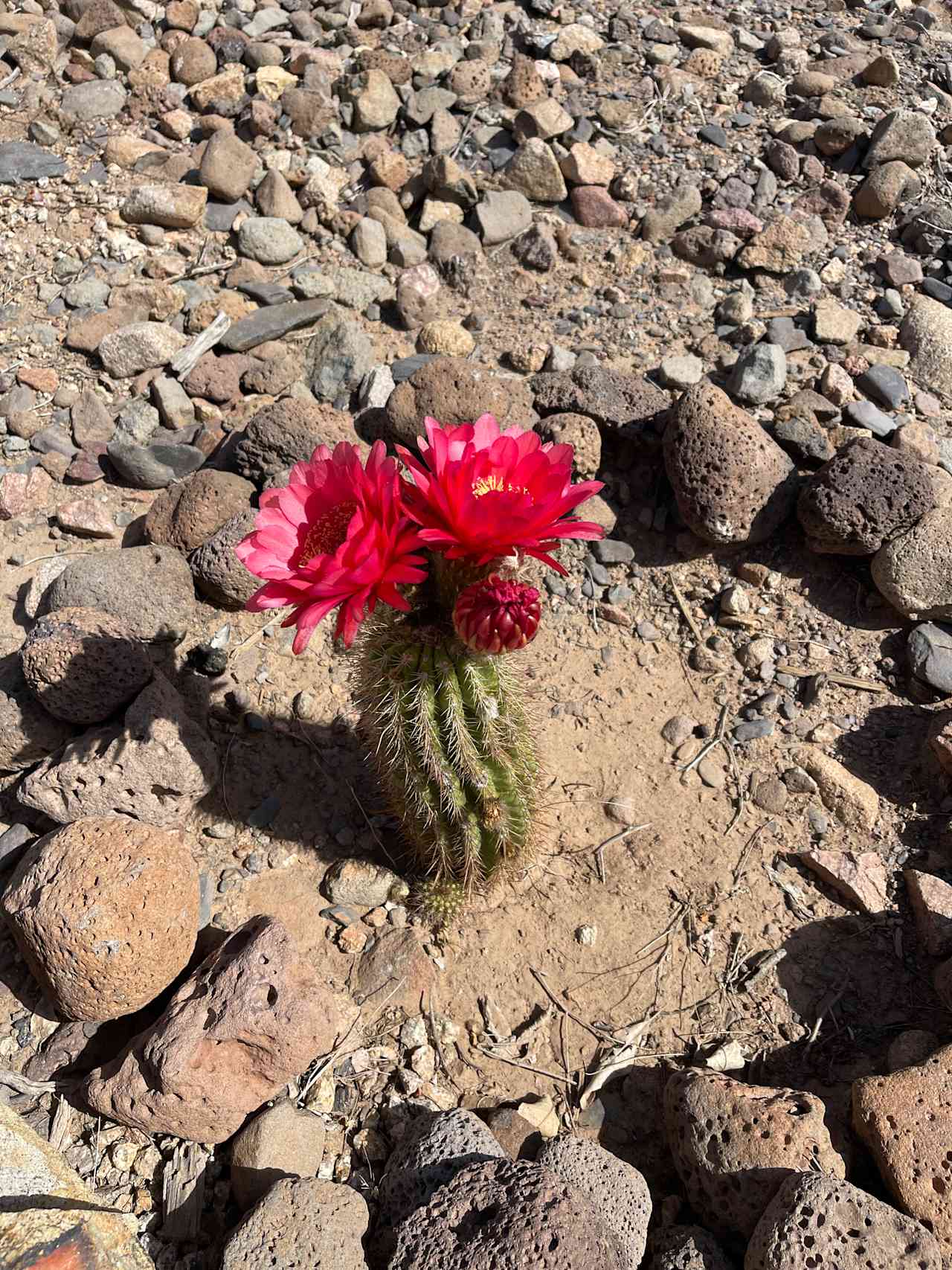 Saguaro Cactus Forrest