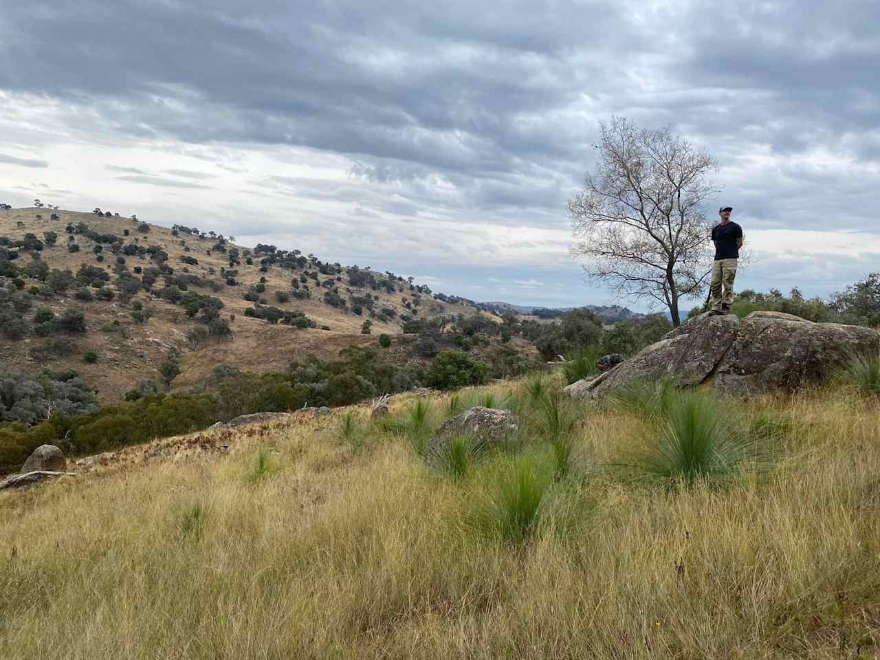 Walking over the back with young grass trees