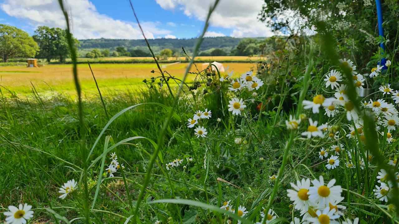 Buckland Farm Camping