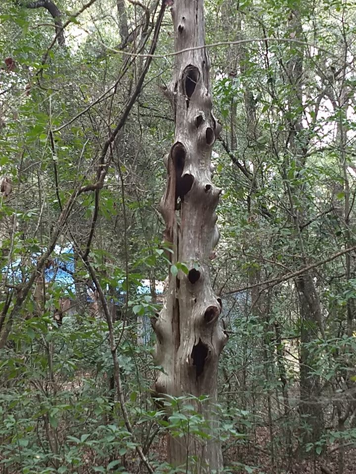 Cedar vs. woodpecker!