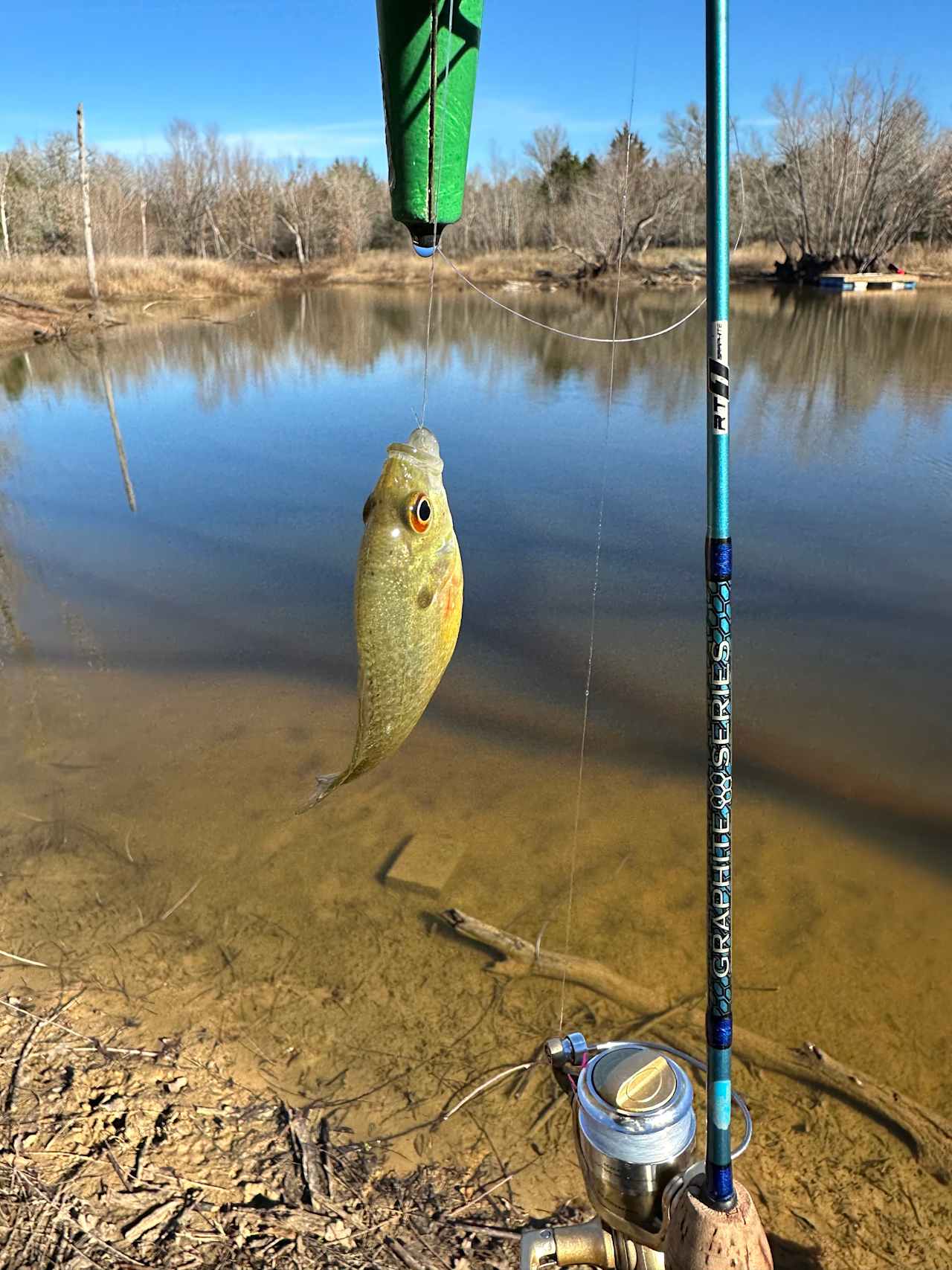 Sun fish from the pond 