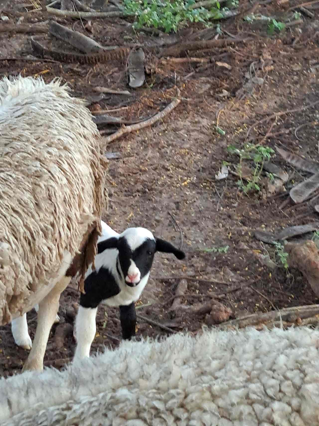 You may experience a new lamb while holidaying here