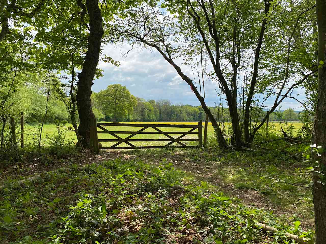 view toward the meadow