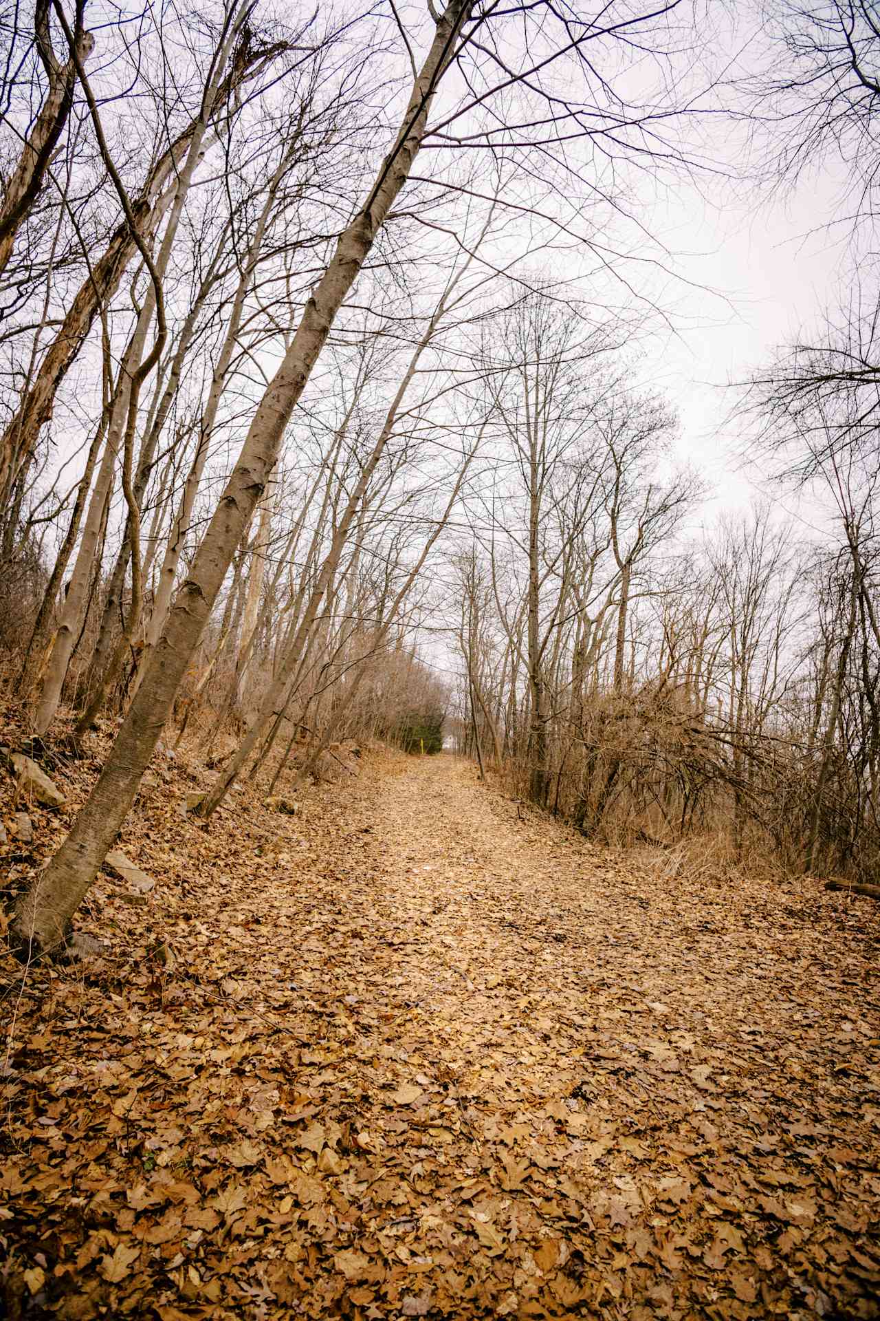 Road leading down to site #1 + #2