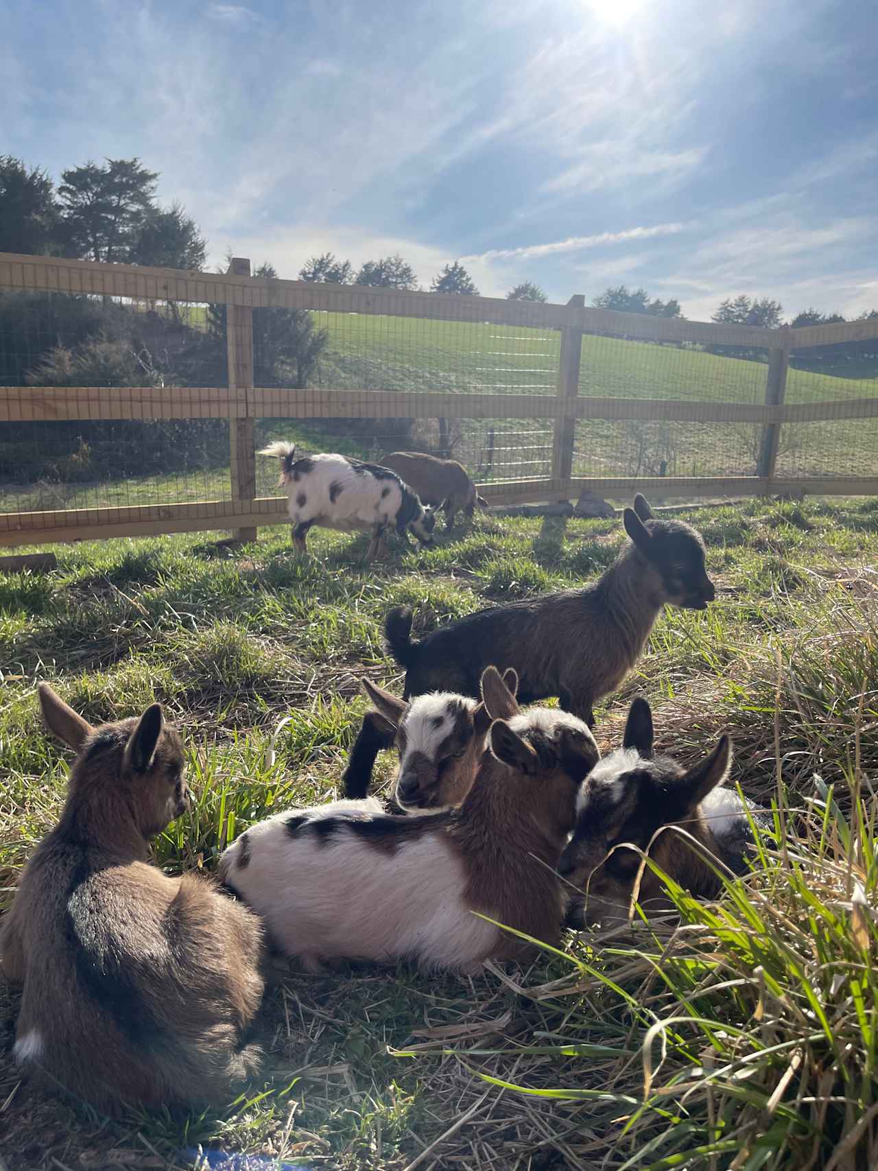 Sunshine and Coffee Farm