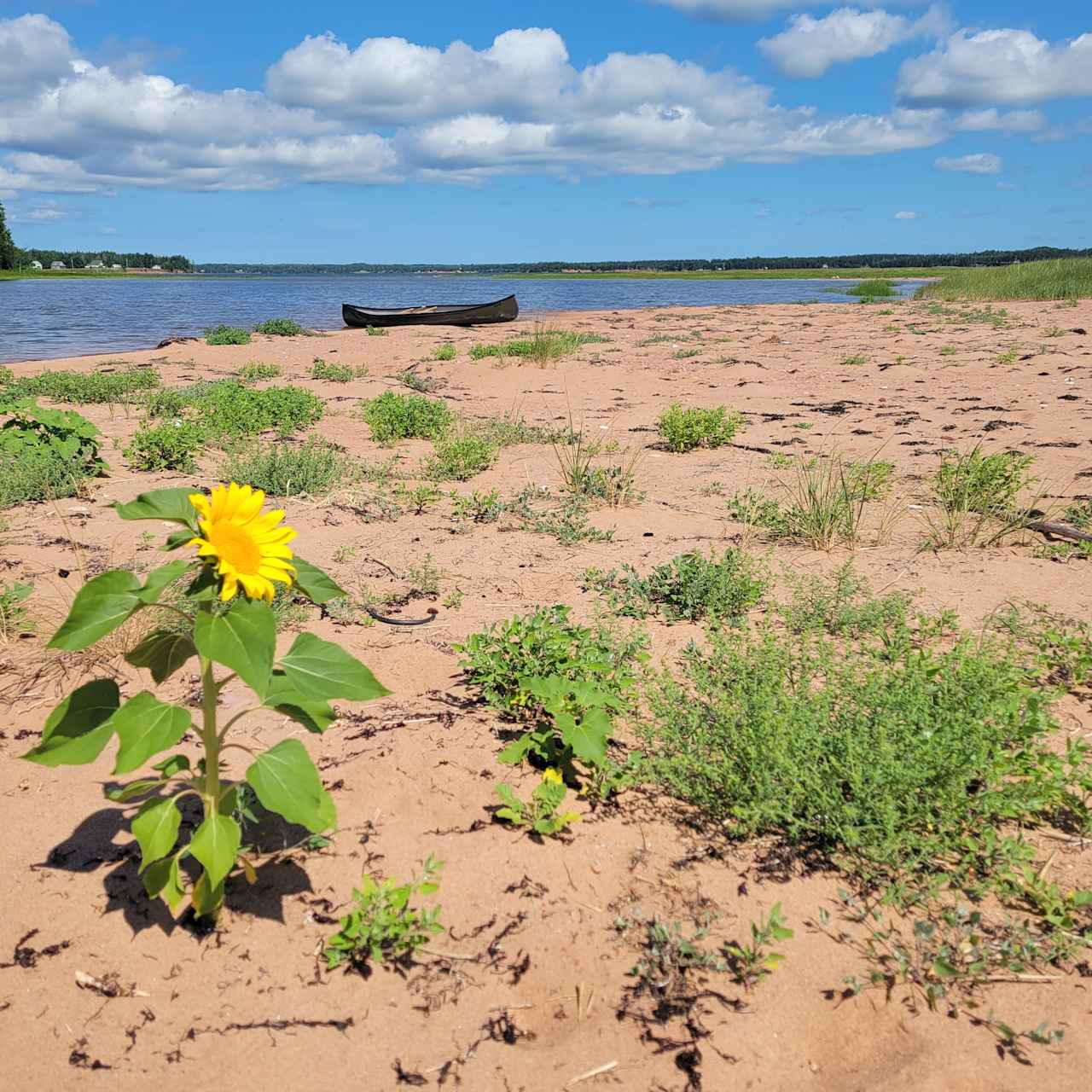 Summer Winds