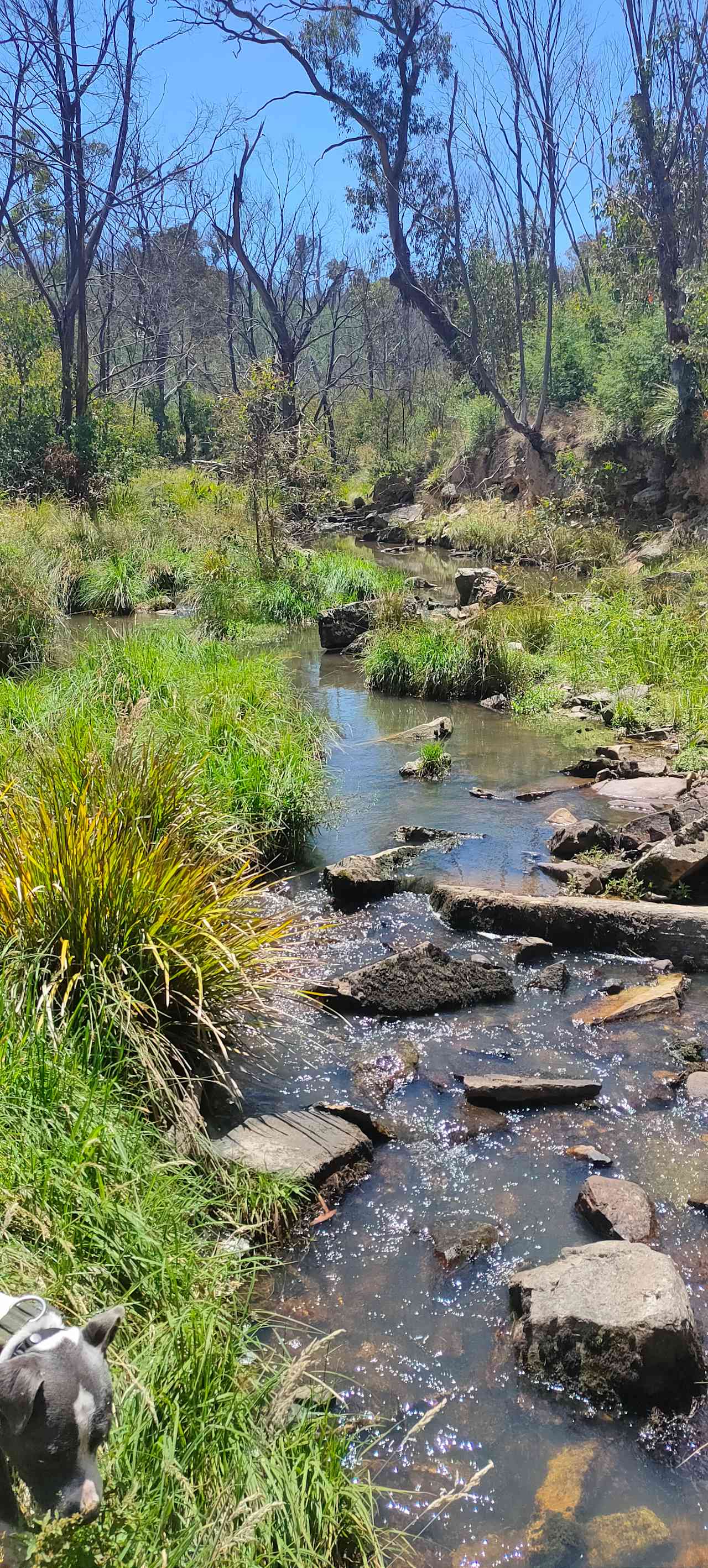 One of the creeks on the property