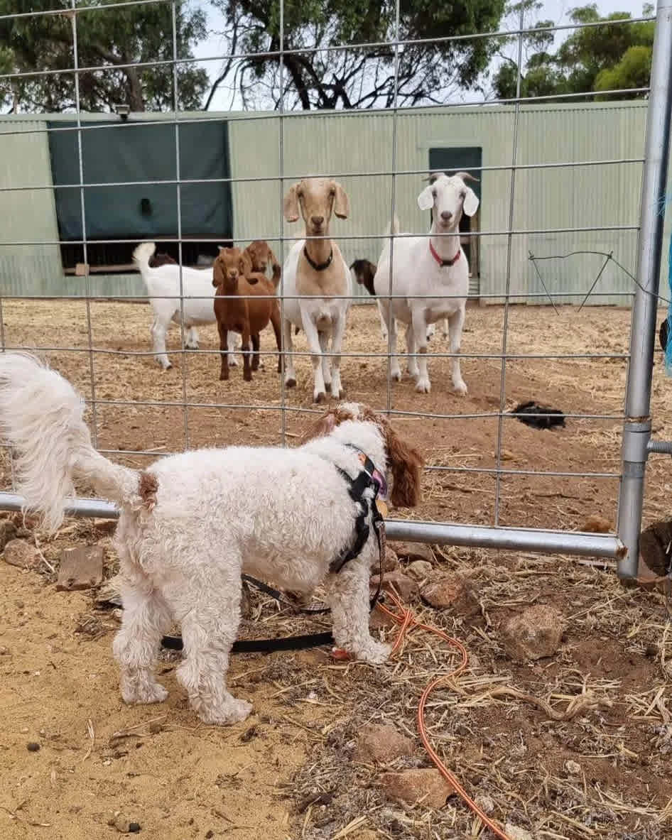 The stare-off begins. 